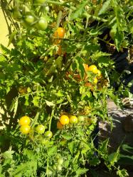 Wildtomate Wildtomate