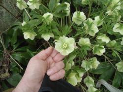Christrose, Lenzrose Christrose, Lenzrose