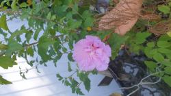 Gefüllter Gartenhibiskus Steckling Gefüllter Gartenhibiskus Steckling