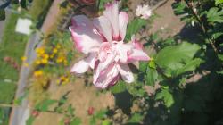 Gefüllter Gartenhibiskus Steckling Gefüllter Gartenhibiskus Steckling
