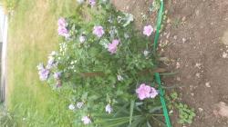 Gefüllter Gartenhibiskus Steckling Gefüllter Gartenhibiskus Steckling