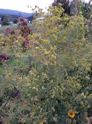 Gewürztagetes Huacatay Gewürztagetes Huacatay