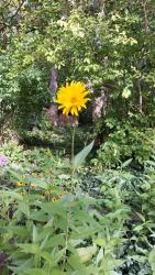 Staudensonnenblume Staudensonnenblume