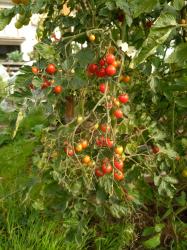 Sweet Aperitif Tomate Sweet Aperitif Tomate
