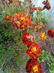 Studentenblume Studentenblume