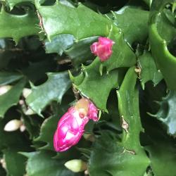 Schlumbergera - Thor Wild Cactus - pink