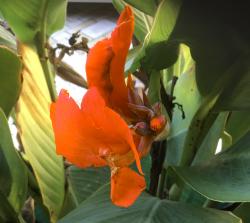 Zwerg -Canna /Indisch Rohr Zwerg -Canna /Indisch Rohr