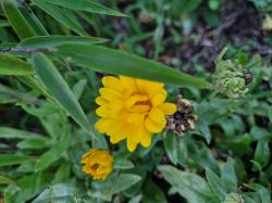 Ringelblume gelb/orange Ringelblume gelb/orange