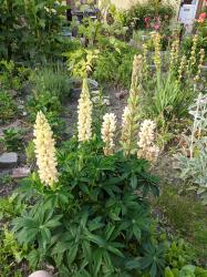 1 Lupine, Jungpflanze 1 Lupine, Jungpflanze