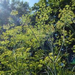 Fenchel Fenchel