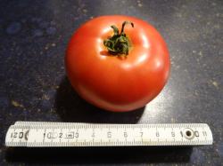Tomate Süße von Ungarn Tomate Süße von Ungarn