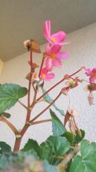 Knollenbegonie rosa Knollenbegonie rosa