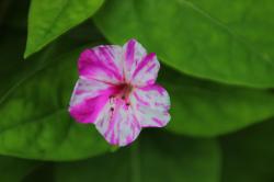 Mirabilis/ Wunderblume Mirabilis/ Wunderblume