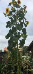 Vielköpfige Riesensonnenblume Vielköpfige Riesensonnenblume