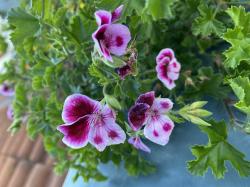 Engelpelargonie 2 unbewurzelte Stecklinge Engelpelargonie 2 unbewurzelte Stecklinge
