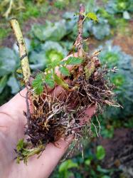Kräftig bewurzelt: Ableger Schwarze Himbeere Kräftig bewurzelt: Ableger Schwarze Himbeere