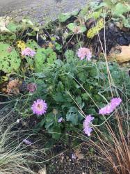 Scabiose Scabiose
