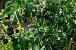 Ozark Sunset - Tomate - 15 Samen Ozark Sunset - Tomate - 15 Samen