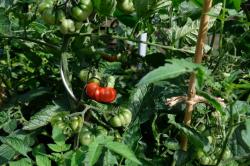 Togorific - Tomate - 15 Samen