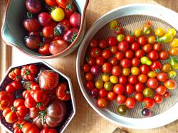 Fruit Punch - Cherrytomate - 15 Samen Fruit Punch - Cherrytomate - 15 Samen