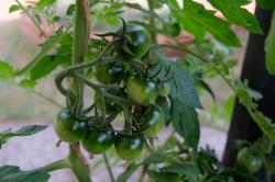 Ruthje - Tomate - 15 Samen Ruthje - Tomate - 15 Samen