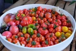 Mexikanische Honigtomate - 15 Samen Mexikanische Honigtomate - 15 Samen