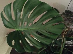 pflanzenableger 15-20cm monstera deliciosa pflanzenableger 15-20cm monstera deliciosa