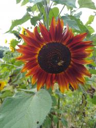 dunkelblütige Sonnenblume dunkelblütige Sonnenblume
