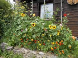 Sonnenblumen Mischung Sonnenblumen Mischung