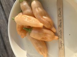 10 Samen Chilli Sugar Rush Peach 10 Samen Chilli Sugar Rush Peach
