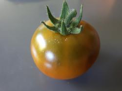 Tomate Soul Patch Tomate Soul Patch