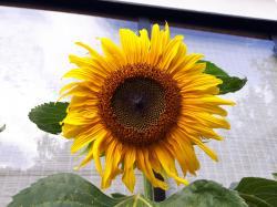 Riesen Sonnenblume