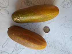 Snackgurke Persika Snackgurke Persika