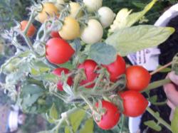 Tomate Little Heartbreaker/ Kleiner Herzensbrecher Tomate Little Heartbreaker/ Kleiner Herzensbrecher