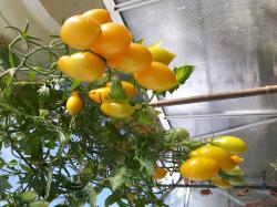 Tomate Borghese Vase Roman Tomate Borghese Vase Roman