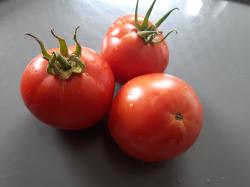 Wintertomate Wintertomate