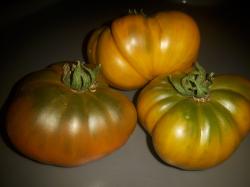 Tomate Uluru Ochre Tomate Uluru Ochre