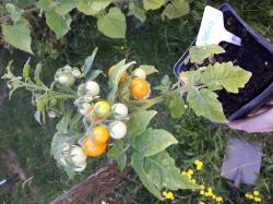 Zwergtomate Venus Zwergtomate Venus