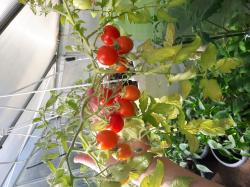 Tomate Maskotka Tomate Maskotka