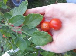 Tomate Bajaja Tomate Bajaja