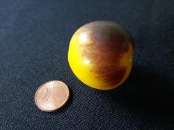 Tomate Bosque Bumble Bee Tomate Bosque Bumble Bee