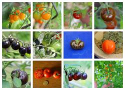Tomate Schmatzefein Tomate Schmatzefein