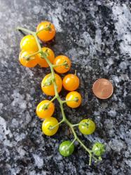 Johannisbeertomate gelb Johannisbeertomate gelb