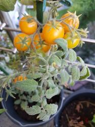 Tomate Bunny Hop Tomate Bunny Hop