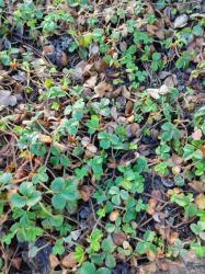 Aprikosenerdbeeren Jungpflanzen Aprikosenerdbeeren Jungpflanzen