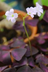Oxalis triangularis Oxalis triangularis
