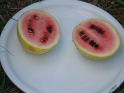 Wassermelone Wassermelone