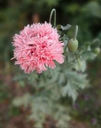 Mohn rosa gefüllt Mohn rosa gefüllt