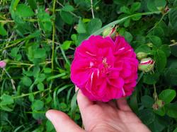 Ableger historische Rose Duftrose Ableger historische Rose Duftrose