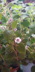 Achimenes Misera 15 rhizome Achimenes Misera 15 rhizome